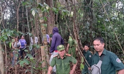 Quảng Nam: Khởi tố vụ án phá rừng để thi công đường dây điện 110kV