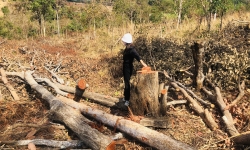 Gia Lai: Từng vạt rừng tự nhiên tiếp tục bị “phá trắng” ở Mang Yang