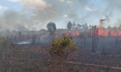 25 ha rừng trồng ở Gia Lai bị cháy rụi
