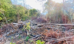 Rừng cộng đồng ở Gia Lai liên tục bị tàn phá: Chưa có chế tài xử lý rõ ràng