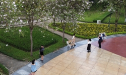 Giới trẻ Hà Nội thích thú check-in hoa ban tuyệt đẹp ở Công viên Cầu Giấy