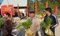 Tặng 100.000 cây thông giống cho hàng trăm hộ nghèo ở Kon Tum