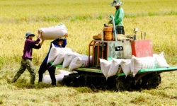 Quốc gia mua gạo nhiều nhất thế giới tăng nhập từ Thái, báo động gạo Việt Nam
