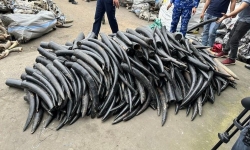Hải Phòng: Bắt giữ 1,6 tấn ngà voi nhập lậu vào Cảng quốc tế Lạch Huyện
