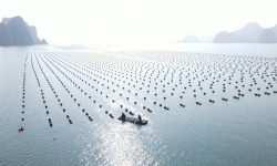 Phát triển bền vững nuôi biển - Nhìn từ Quảng Ninh