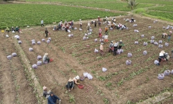 Gia Lai: Thủ phủ khoai lang thất thủ vì giá khoai rớt thê thảm