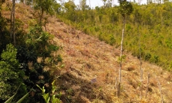 Gia Lai: Từng khoảnh rừng tự nhiên tiếp tục bị tàn phá để làm rẫy