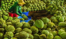 Xuất khẩu rau quả Việt Nam ước đạt 520 triệu USD trong 4 tháng đầu năm 2024