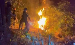 Nghệ An: Cháy rừng dữ dội, sơ tán người dân trong trong đêm