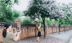 Vẻ đẹp của hoa bằng lăng tím tại Ninh Bình