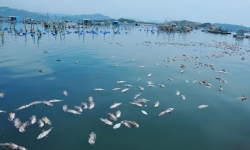 Nguyên nhân gì khiến hàng chục tấn tôm hùm ở Phú Yên chết hàng loạt?