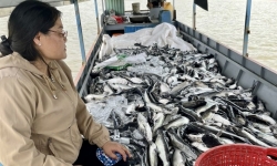Vụ cá “chết trắng” trên lòng hồ thủy điện ở Kon Tum: Đã có kết quả kiểm tra mẫu nước