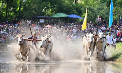 Tưng bừng lễ hội đua bò Bảy Núi 2024