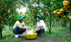 Phân bón Cà Mau: Kỹ thuật trao tay- Vượt khó khăn ngay