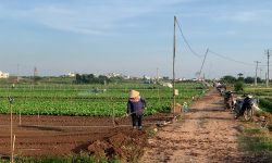 Hà Nội: Nông dân khôi phục sản xuất, hối hả chuẩn bị cho vụ cận Tết