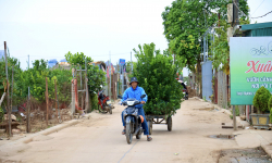 Người dân làng Tứ Liên 'rục rịch' chăm sóc quất cảnh cho dịp Tết 2025