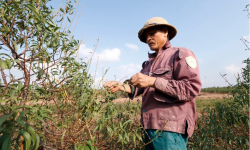 Thái Bình: Vườn đào Minh Tân vào mùa tuốt lá