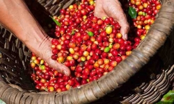 Thị trường nông sản hôm nay 29/4: Giá tiêu, cà phê tiếp tục khởi sắc