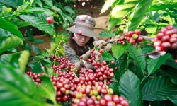 Thị trường giá nông sản hôm nay (1/5): Giá cà phê tăng mạnh, giá tiêu đứng im