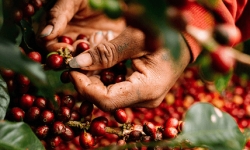 Thị trường giá nông sản hôm nay 11/4: Giá tiêu, cà phê duy trì mức thấp