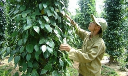 Giá cả thị trường nông sản hôm nay 14/4: Cà phê 'yên ắng', hồ tiêu giao dịch chậm
