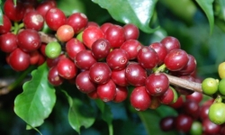 Thị trường giá nông sản hôm nay 30/4: Giá hồ tiêu, cà phê tiếp tục tăng mạnh