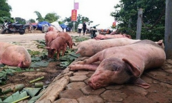 Nguy cơ dịch tả lợn Châu Phi bùng phát trở lại ở nhiều địa phương