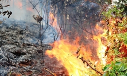 Hải Phòng: 300 người tham gia dập lửa 2 vụ cháy rừng trong 1 ngày