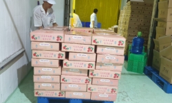 Vải thiều tươi Bắc Giang đã có mặt tại siêu thị Nhật Bản