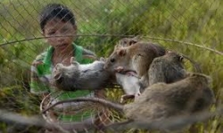 Việt Nam phát hiện 6 loại virus corona trên động vật hoang dã