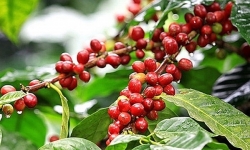 Giá cà phê hôm nay 24/6 tăng vượt mức 31.000 đồng/kg, hồ tiêu tăng giảm trái chiều