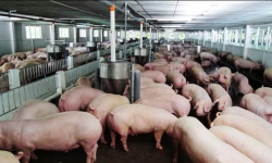 Giá heo hơi hôm nay 29/6: Tăng vượt mốc 90.000 đồng/kg khi dịch tả lợn châu Phi có nguy cơ lan rộng