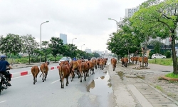 Hà Nội cấm chăn nuôi gia súc, gia cầm trong đô thị