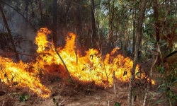 Nghệ An: Căng mình dập tắt đám cháy rừng dữ dội ở núi Con Voi