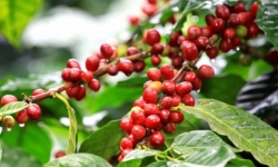 Giá cà phê hôm nay 3/8 tăng nhẹ 100 - 200 đồng/kg, hồ tiêu duy trì ở mức thấp