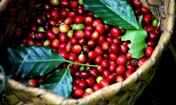 Giá cà phê hôm nay (8/8) đồng loạt tăng 200 đồng/kg, hồ tiêu đi ngang