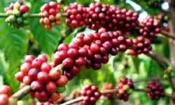 Giá cà phê hôm nay (14/8): Tăng mạnh 600 đồng/kg ở nhiều địa phương