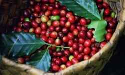 Giá cà phê hôm nay (22/8): Tăng nhẹ theo thị trường thế giới