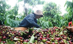 Giá cà phê hôm nay (26/8): Tiếp tục tăng thêm 300 đồng/kg