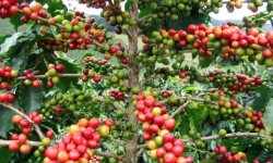 Giá cà phê hôm nay (5/9): Đồng loạt tăng nhẹ, chốt giá 34.000 đồng/kg