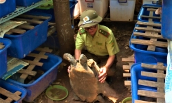 Khởi tố người đàn ông nuôi nhốt trái phép 113 cá thể rùa quý hiếm ở Đắk Lắk