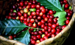 Giá cà phê hôm nay 25/9: Đảo chiều tăng nhẹ, dao động ở mức 31.700 – 32.300 đồng/kg