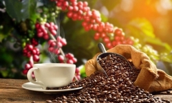 Giá cà phê hôm nay 26/9: Tăng nhẹ thêm 100 - 200 đồng/kg