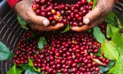 Giá cà phê hôm nay (10/10): Tiếp tục tăng, cao nhất 32.000 đồng/kg