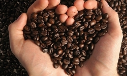 Giá cà phê hôm nay 13/10: Đà suy giảm vẫn chưa dứt