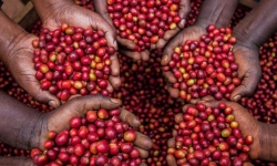 Giá cà phê hôm nay 23/10: Tiếp tục giảm 200 - 300 đồng/kg