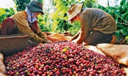 Giá cà phê hôm nay 24/10: Dao động trong khoảng 31.800 - 32.300 đồng/kg