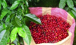 Giá cà phê hôm nay 27/10: Đồng loạt tăng trước vụ thu hoạch mới