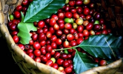 Giá cà phê hôm nay 6/11: Tăng mạnh 300 - 400 đồng/kg theo đà tăng của thị trường thế giới