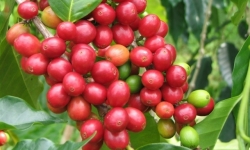 Giá cà phê hôm nay 7/11: Tiếp tục tăng 200 - 300 đồng/kg